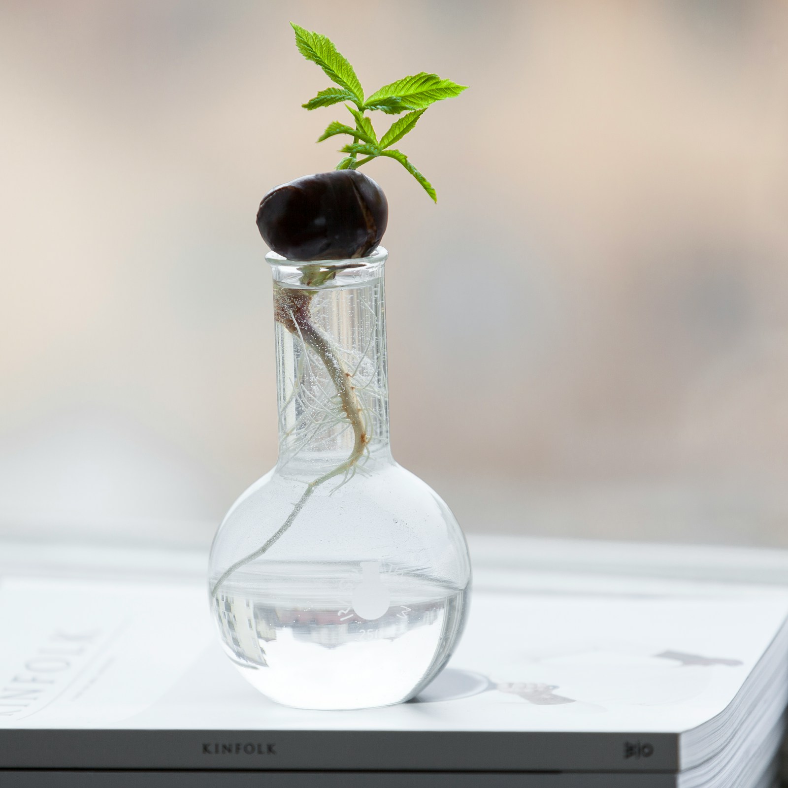 Brote de planta con raíces creciendo dentro de un tarro de cristal transparente apoyado sobre un libro